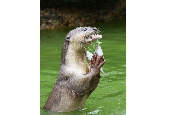 sea otter diet