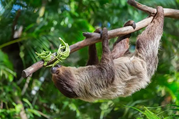 sloth diet
