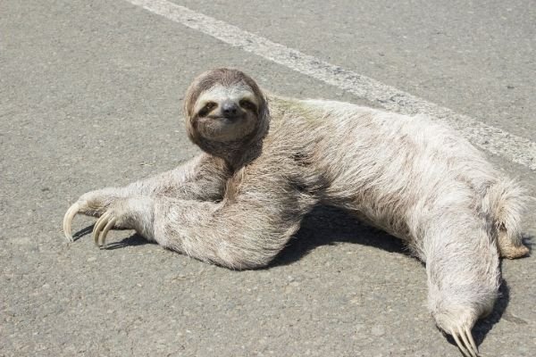 sloth facts for kids