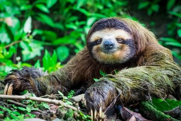 sloth facts