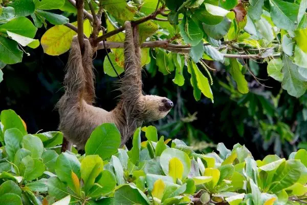 sloth habitat