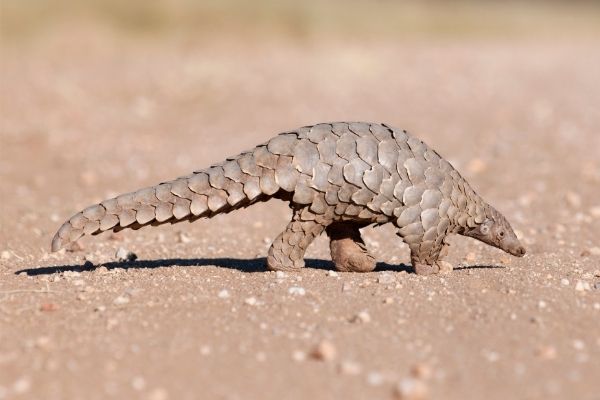 Pangolin Facts For Kids - Interesting Facts about Pangolins