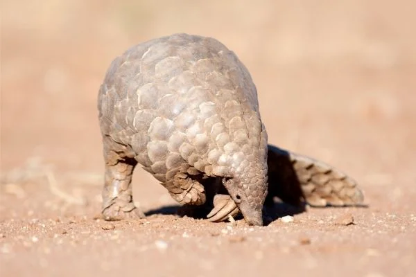 Pangolin diet