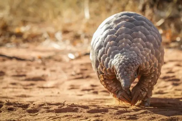 Pangolin facts for kids