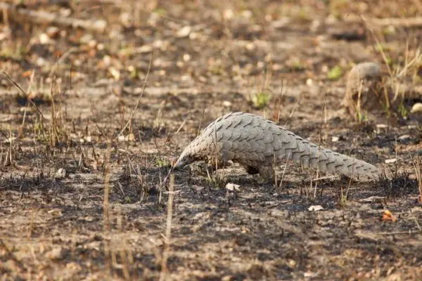 Pangolin Facts For Kids - Interesting Facts about Pangolins