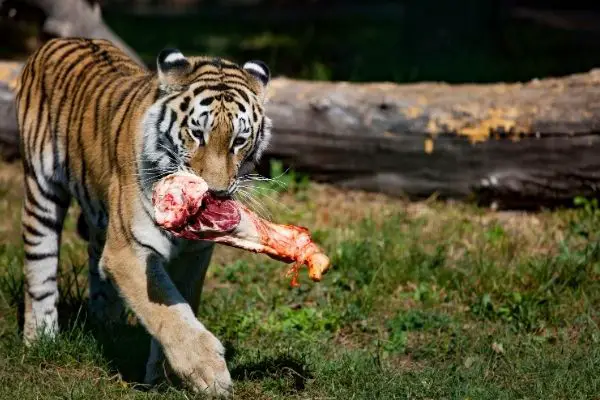 Siberian tiger diet