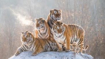 Siberian tiger facts