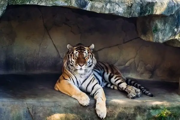 Siberian tiger facts for kids