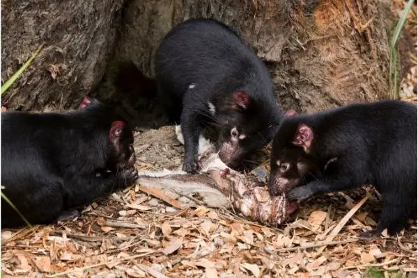 Tasmanian Devil diet