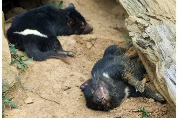 Tasmanian Devil facts for kids