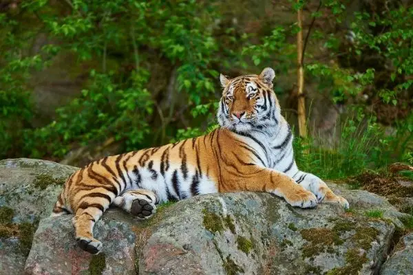 all about Siberian tiger