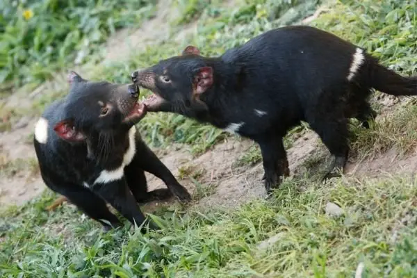 all about Tasmanian Devil