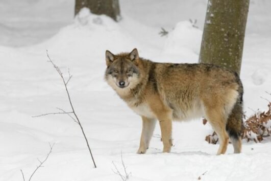 Gray Wolf Facts For Kids - All About Gray Wolves