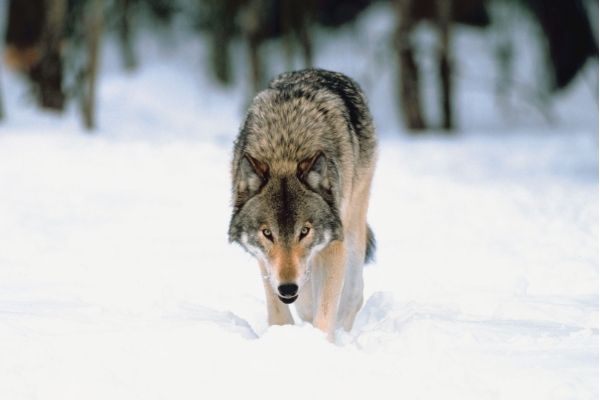 gray wolf facts