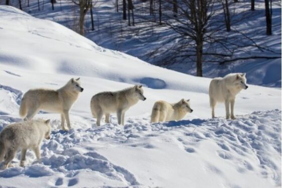 Gray Wolf Facts For Kids - All About Gray Wolves