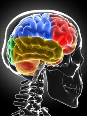 Brain parts facts for kids