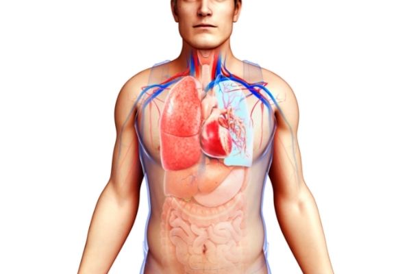 Circulatory System parts