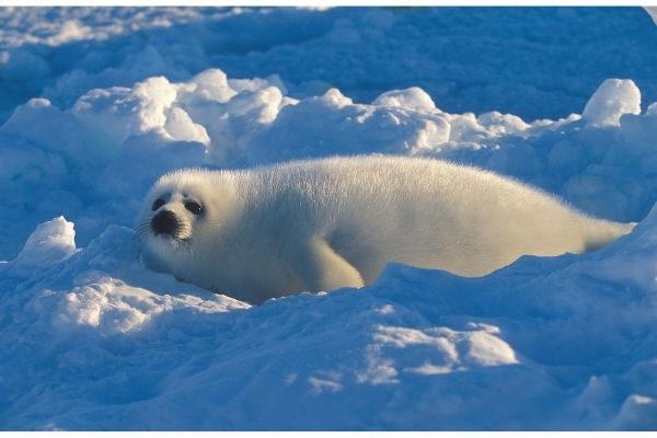 Harp Seal baby facts