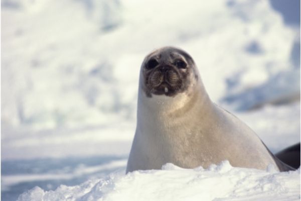 Harp Seals Facts For Kids - Interesting Facts About Harp Seals