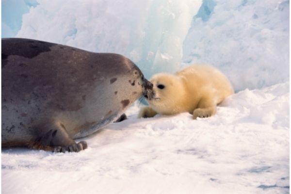 Harp seal baby