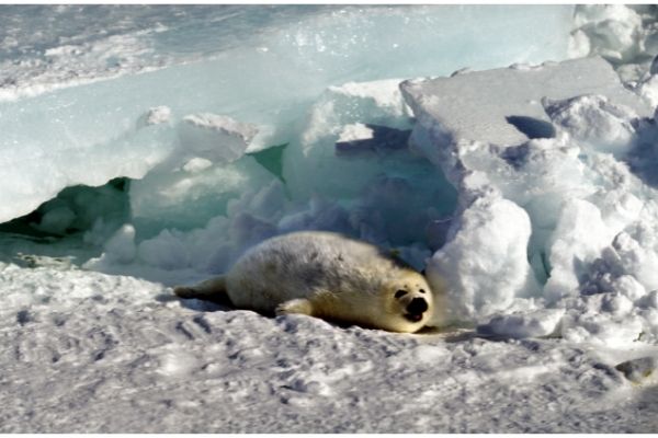 Harp seal facts for kids