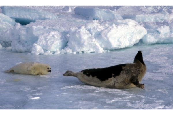 Harp seal habitat facts