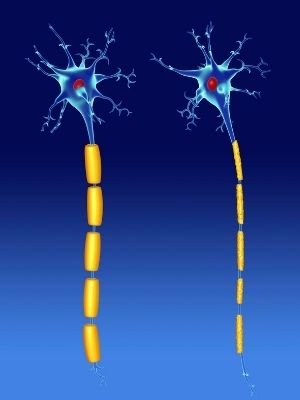 Neurons diagram facts