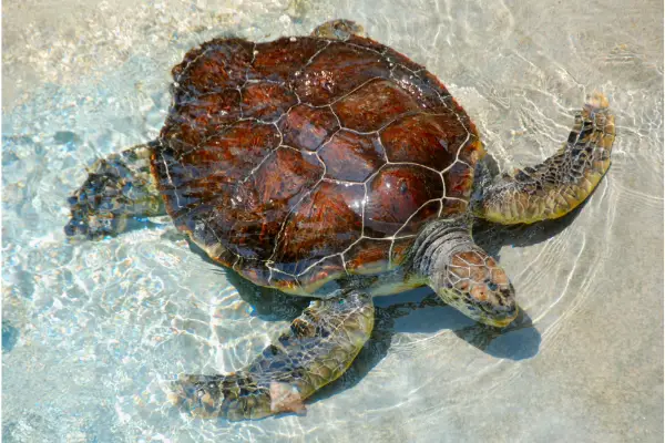 Sea turtle appearance