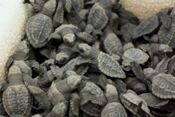 Sea turtle baby facts