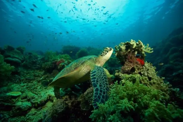 Sea turtle diet facts