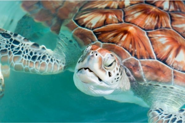 Sea turtle facts for kids
