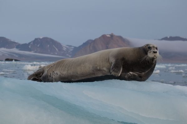 all about Harp seals