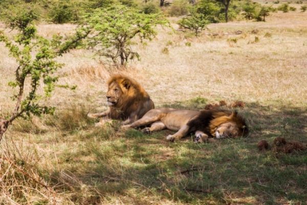 Transvaal lion habitat facts