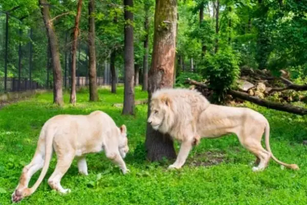 Transvaal lion male vs female facts