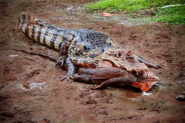 Crocodiles Eating iguana