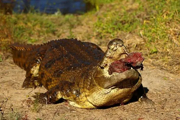 Crocodiles Eating meat