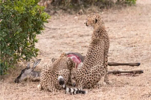 Northwest African Cheetah diet