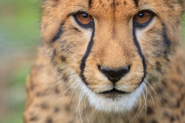 Northwest African Cheetah facts for kids 