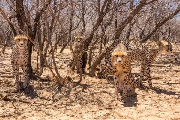Northwest African Cheetah facts
