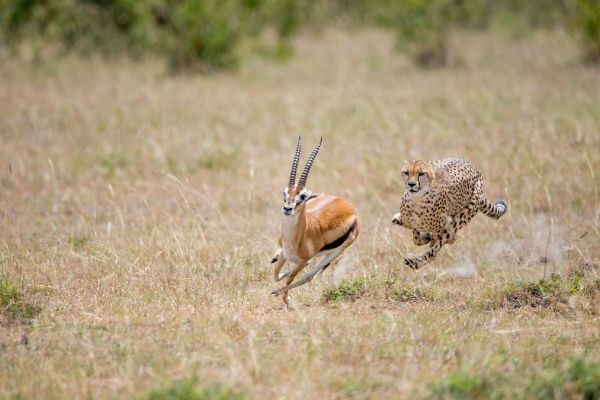 Northwest African Cheetah speed facts