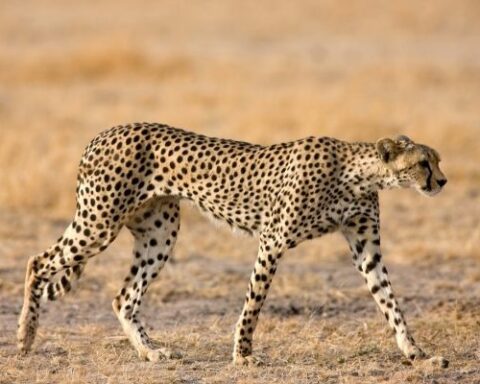 all about Northwest African Cheetah