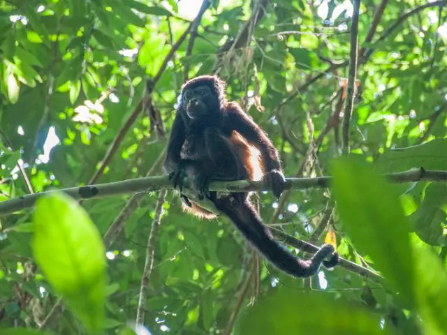 Fun facts about Spider Monkeys