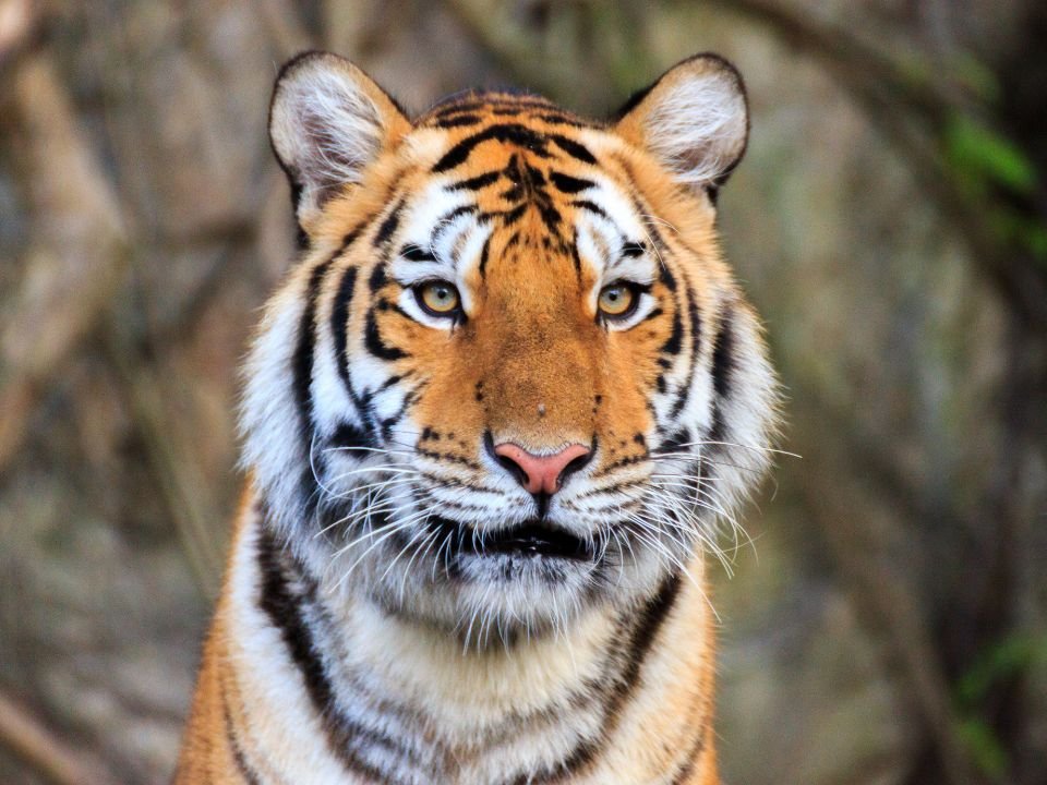 Close-up of an Amur tiger’s face
