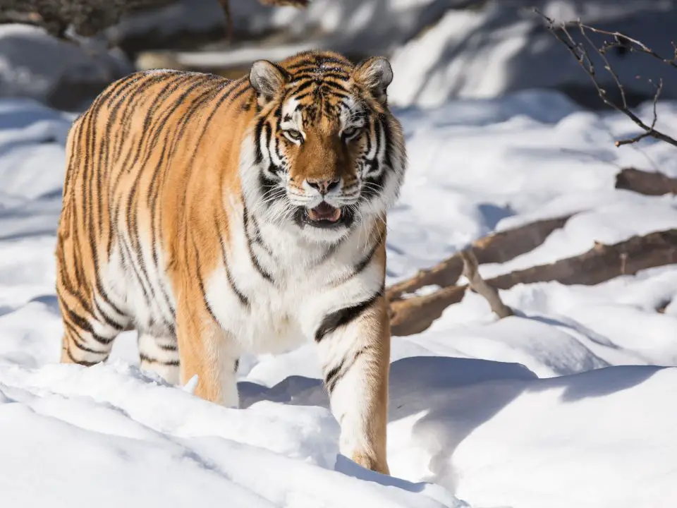 Where do Amur Tigers live