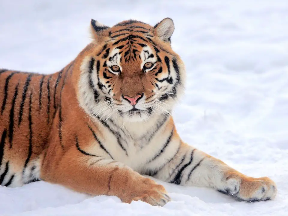 Where do Siberian Tigers Live in Russia