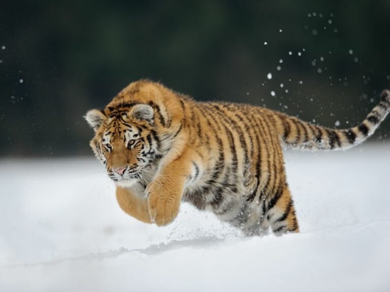 Where do Siberian Tigers live