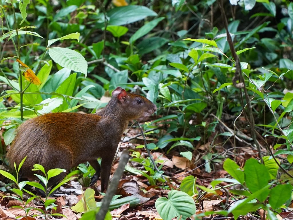 Amazonian Giant Agouti
