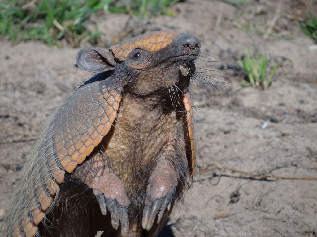 Amazonian Giant Armadillo