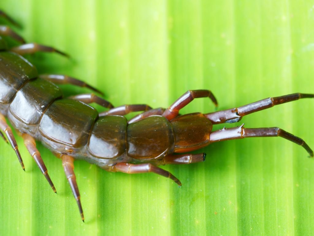 Amazonian Giant Centipede
