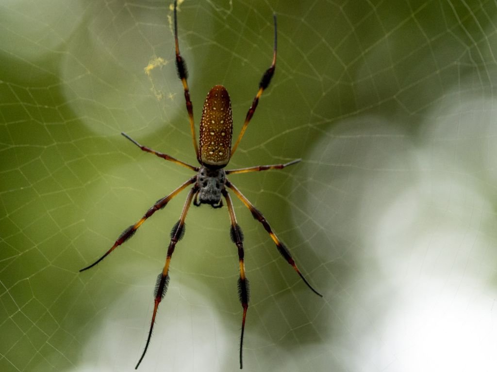 Amazonian Giant Orb-Weaver